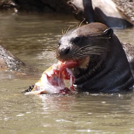 Pousada Reserva Ecologica Jaguar Poconé Kültér fotó