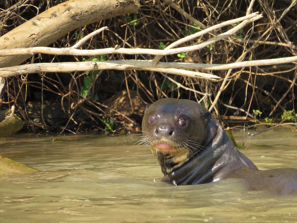 Pousada Reserva Ecologica Jaguar Poconé Kültér fotó