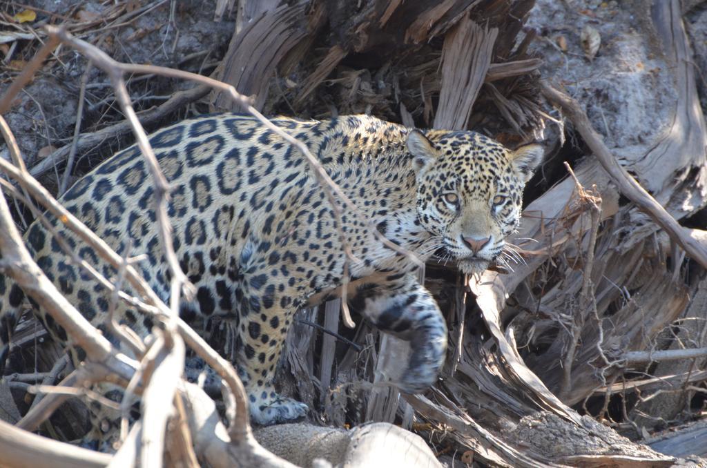 Pousada Reserva Ecologica Jaguar Poconé Kültér fotó