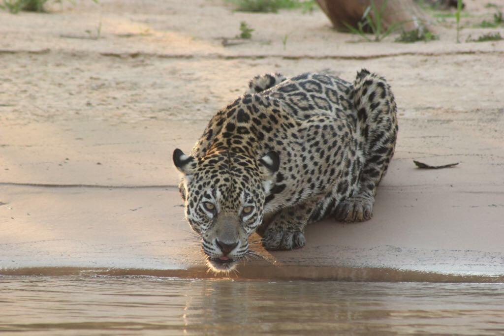 Pousada Reserva Ecologica Jaguar Poconé Kültér fotó