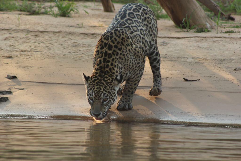 Pousada Reserva Ecologica Jaguar Poconé Kültér fotó
