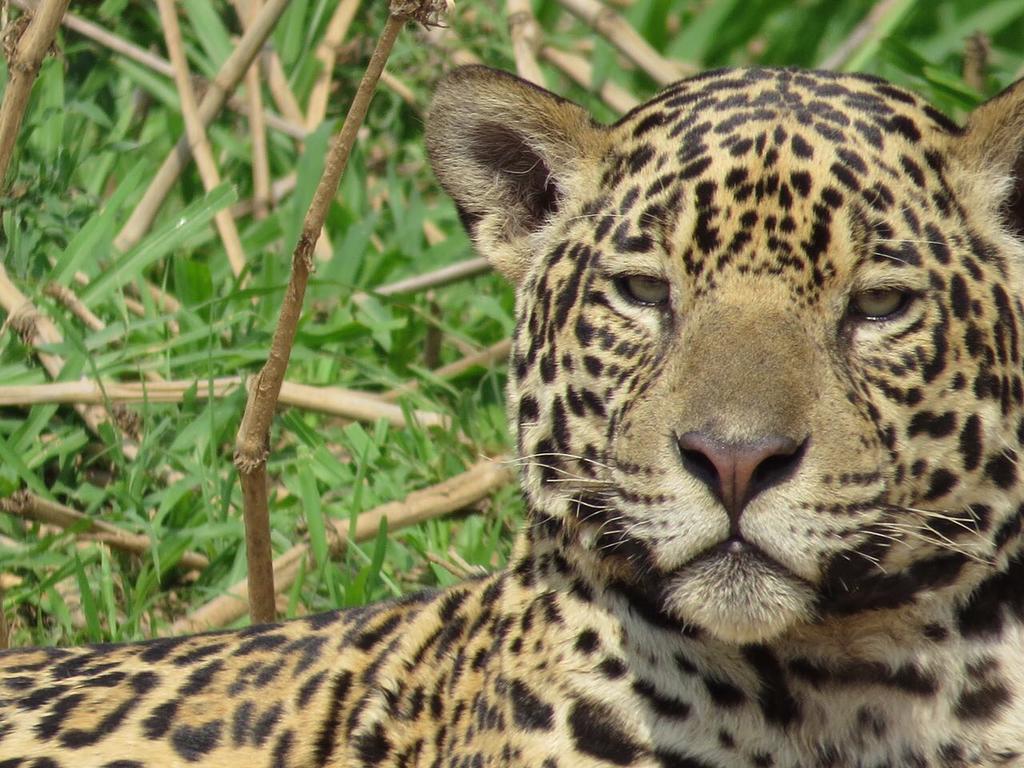 Pousada Reserva Ecologica Jaguar Poconé Kültér fotó