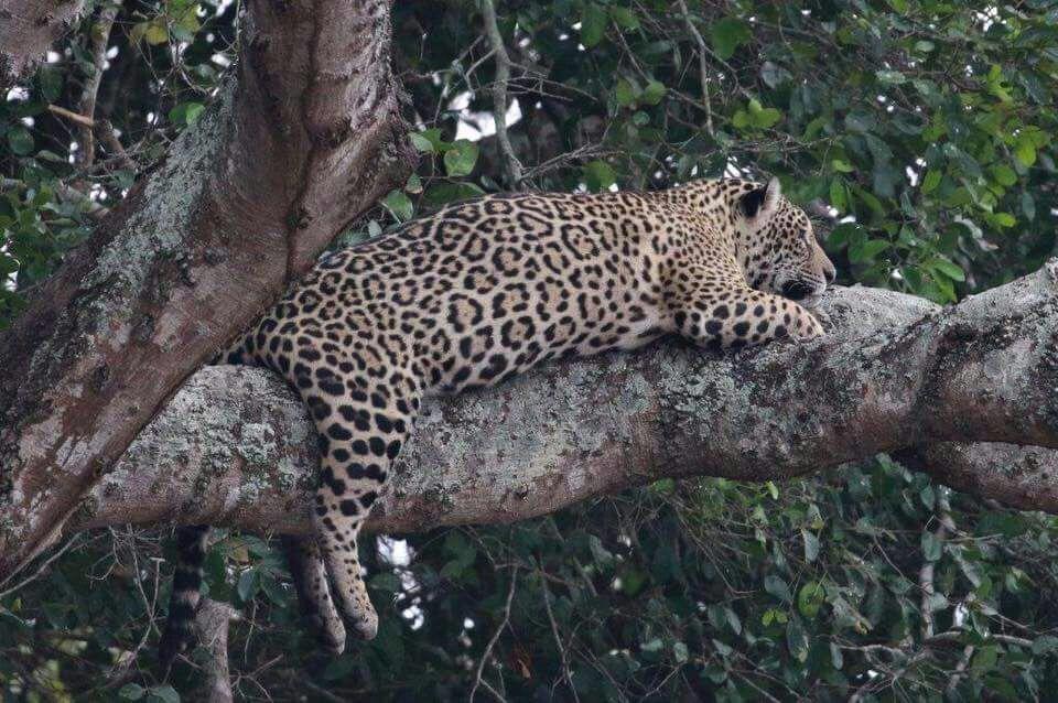 Pousada Reserva Ecologica Jaguar Poconé Kültér fotó