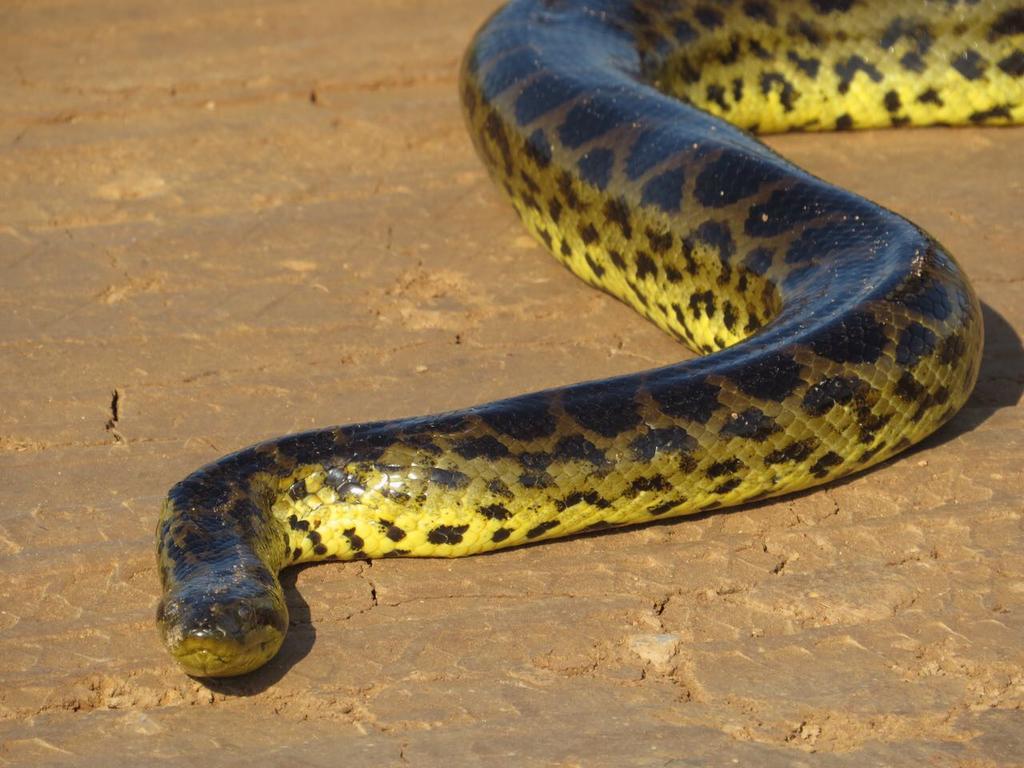 Pousada Reserva Ecologica Jaguar Poconé Kültér fotó