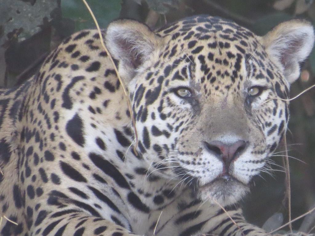 Pousada Reserva Ecologica Jaguar Poconé Kültér fotó