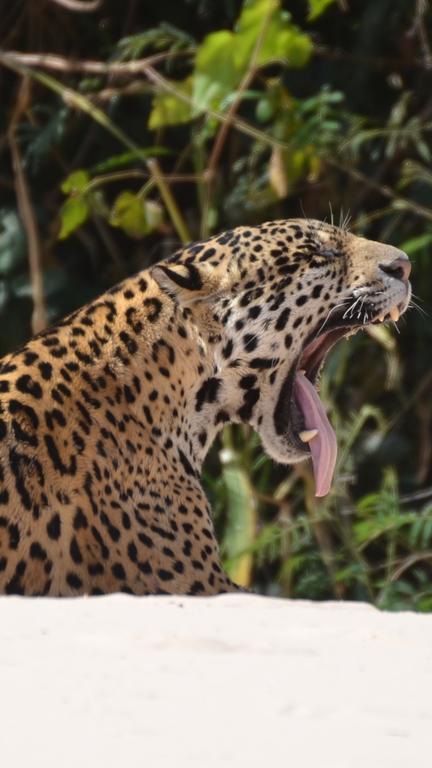 Pousada Reserva Ecologica Jaguar Poconé Kültér fotó