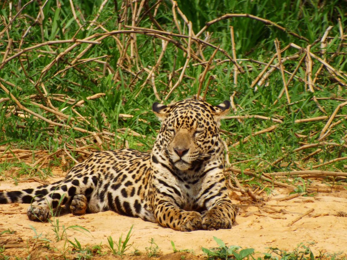 Pousada Reserva Ecologica Jaguar Poconé Kültér fotó