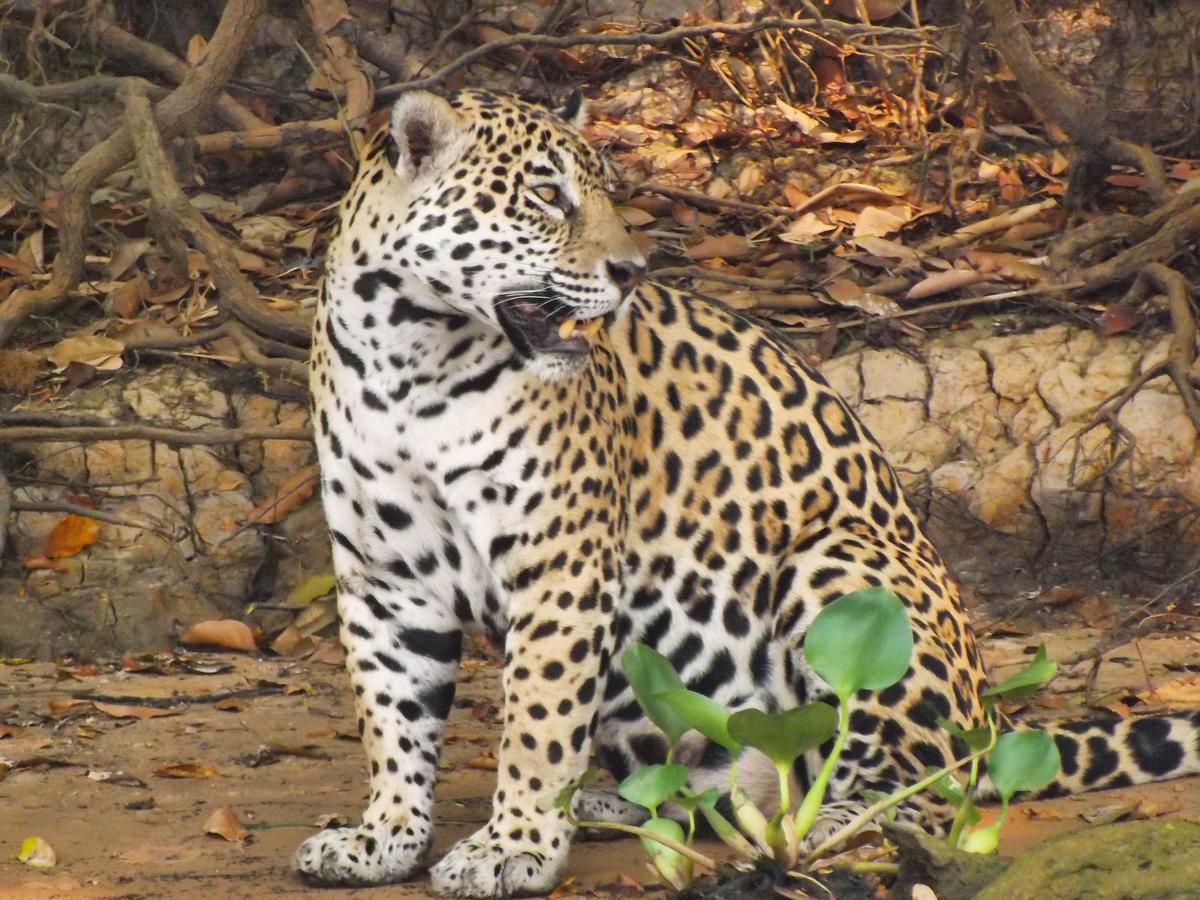 Pousada Reserva Ecologica Jaguar Poconé Kültér fotó