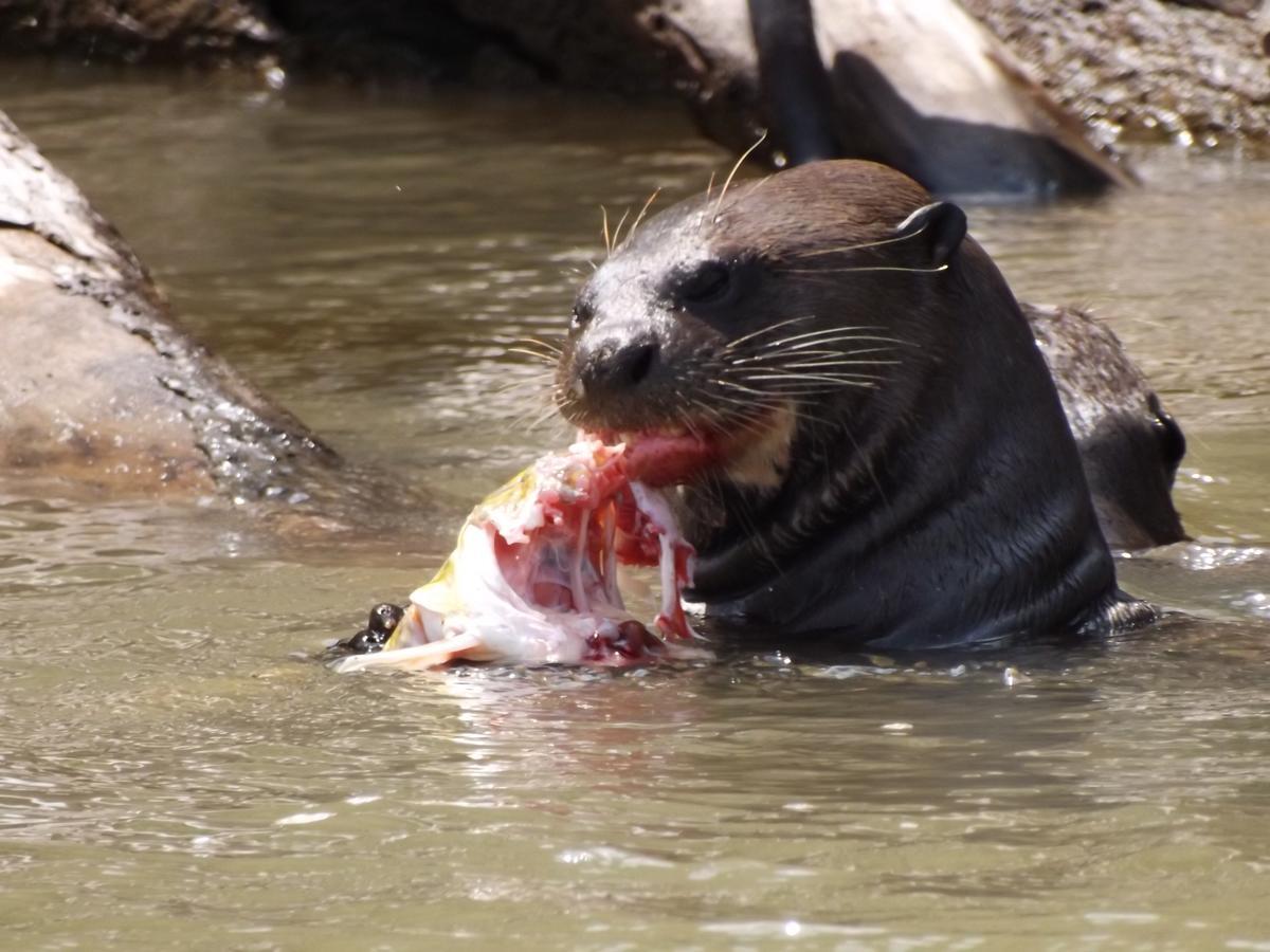 Pousada Reserva Ecologica Jaguar Poconé Kültér fotó
